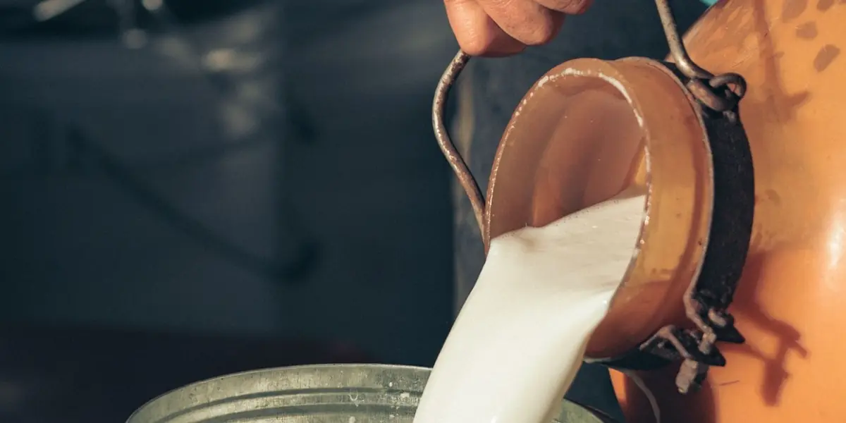 Fresh milk being poured into a collection can representing Dairy Stock production