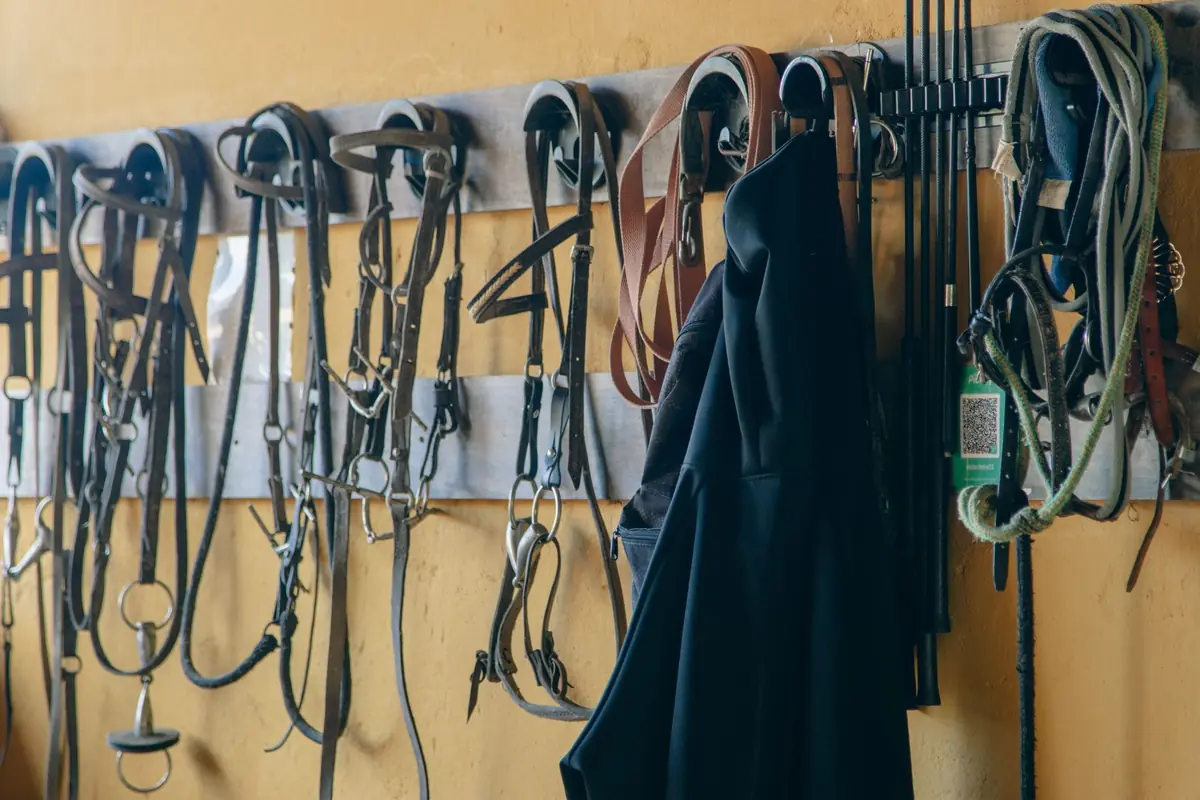 Rows of riding tack and bridles representing equistock equipment