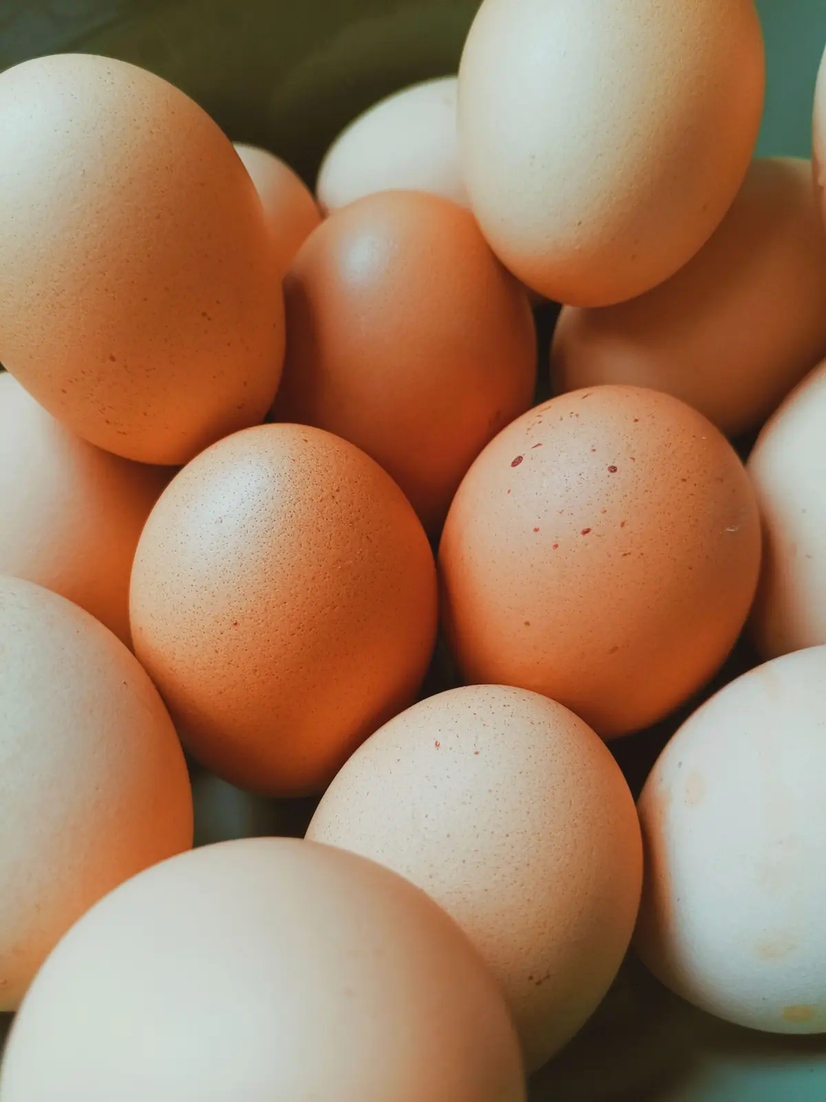 Eggs representing Oviposter staple production