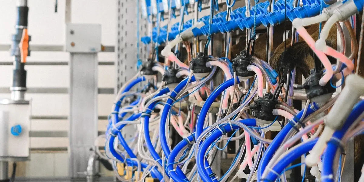 Industrial milking equipment representing Milking Stock production